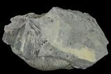 Pennsylvanian Horsetail (Calamites) Fossil - Kentucky #142392-2